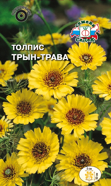 Цветок трын-трава Цветок трын-трава
