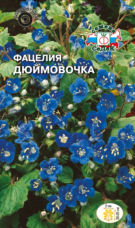 Цветы фацелия дюймовочка Цветы фацелия дюймовочка