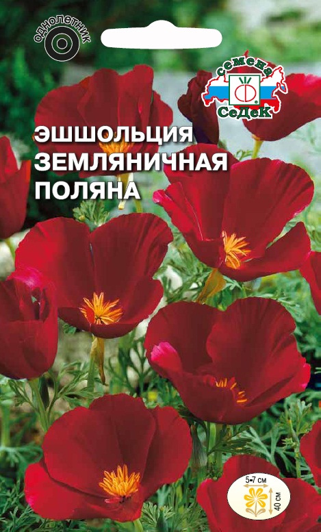 фото цветок эшшольция онлайн фото цветок эшшольция